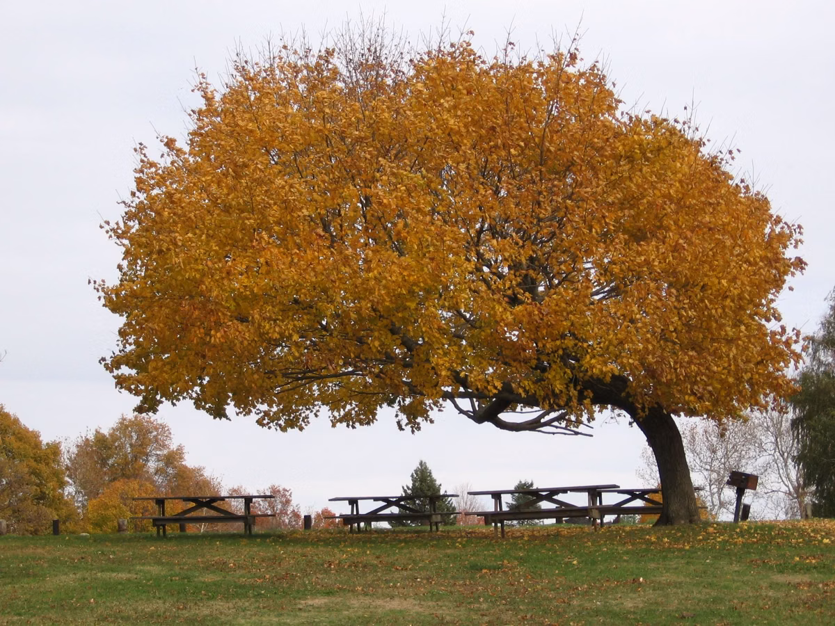 A wide orange autumn tree above picnic tables near the shore
