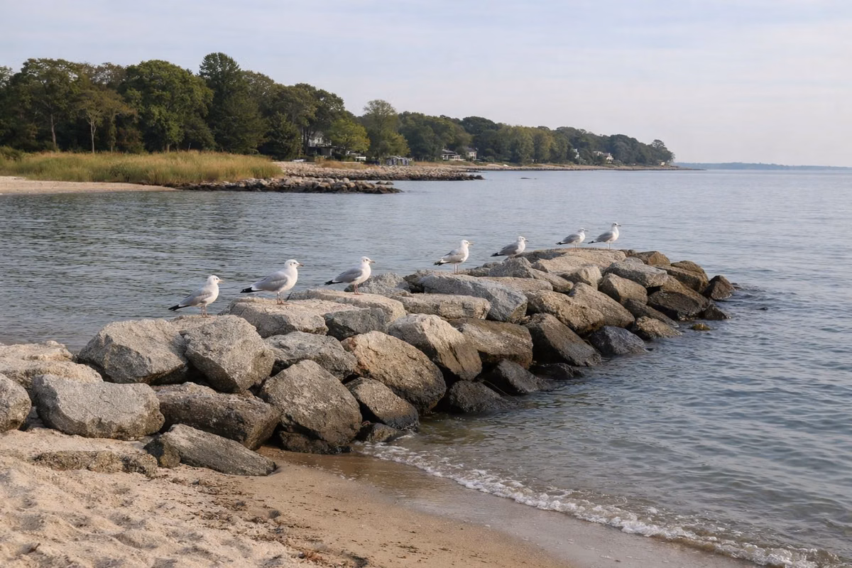A low jetty of piled grey rocks running out from a sandy beach into calm water, gulls on the rocks