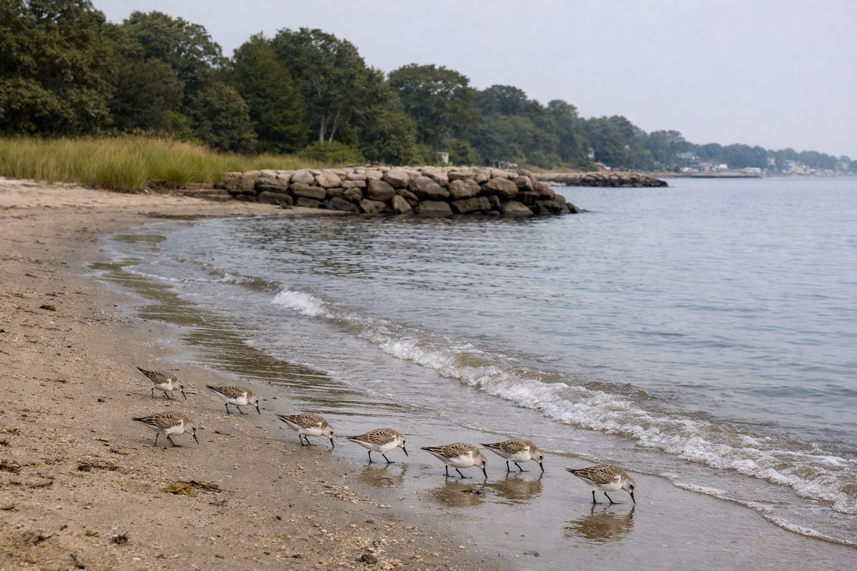 Small sandpipers feeding along wet sand at the water's edge