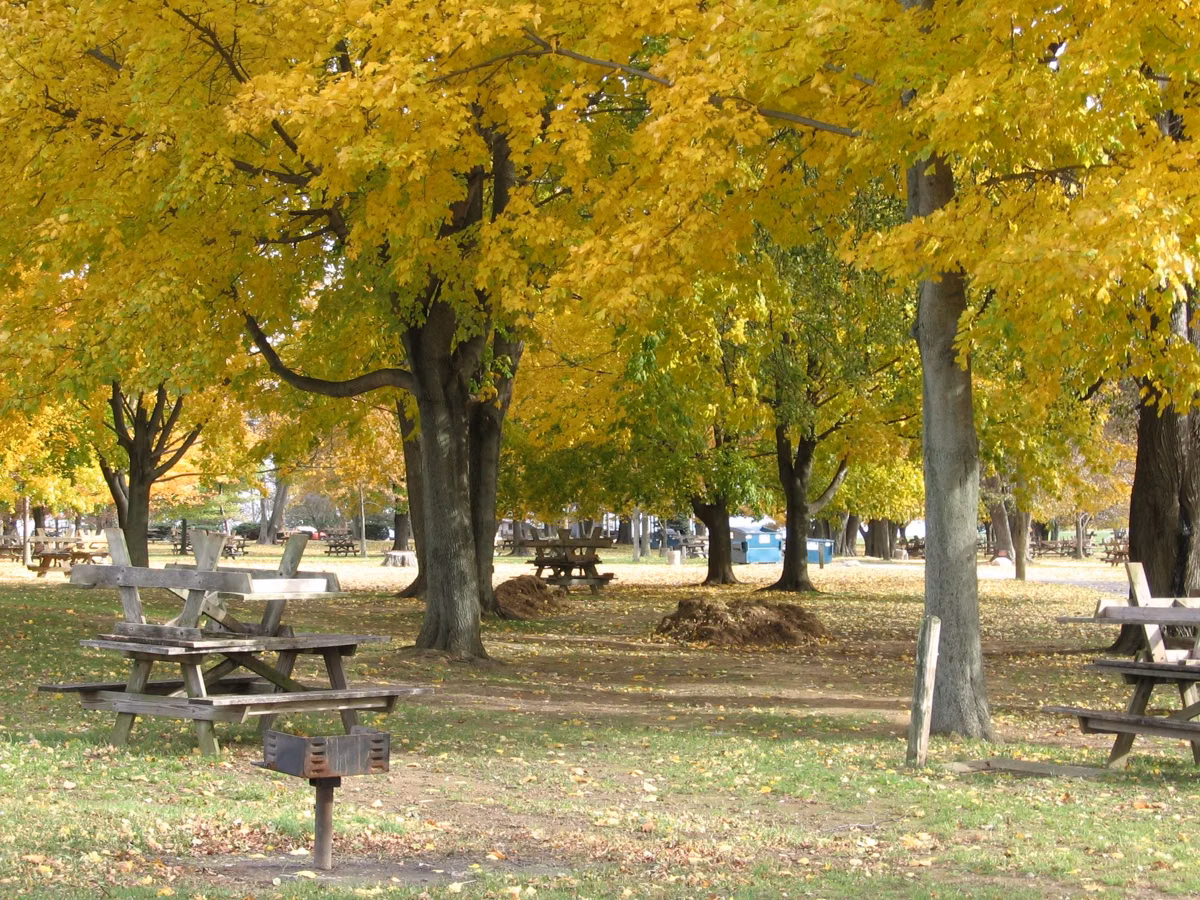 Shaded picnic grove with tables and grills under yellow autumn maples
