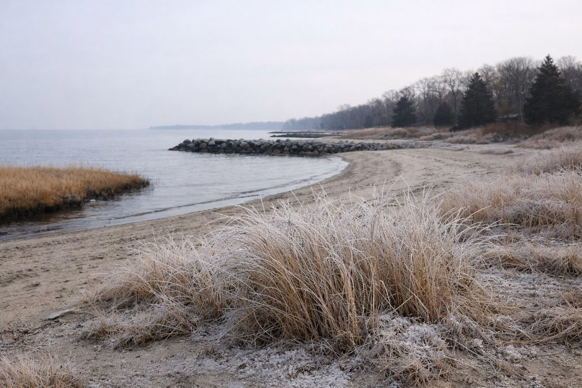 Frosted dune grass at the edge of an empty winter beach, pale sky